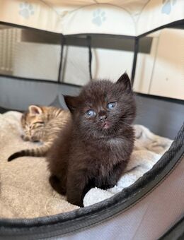 1 weibliches BKH Kitten - Gütersloh Zentrum
