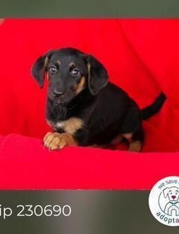 Chip 230690: Hundekind sucht ein Zuhause - Kirchzell