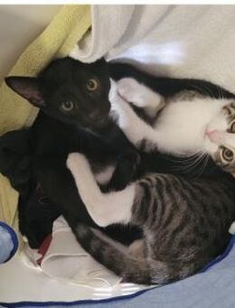 Tom und Jerry - diese beiden .... - Bergkirchen