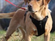 Roki 💗 lieber,verschmuster Familienhund - Hamburg