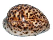 Echte Tigermuschel Meeresschnecke 5 - 7 cm - Hamburg