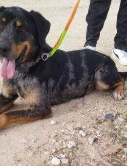 STITCH - ein kleiner Rohdiamant - Sulzbach-Laufen