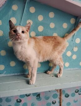 FiV+ Kater Lino - Grevenbroich