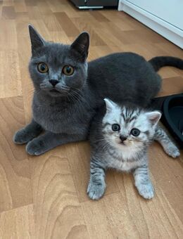 Verkaufe 2 Britisch Kurzhaar Kitten - Berlin