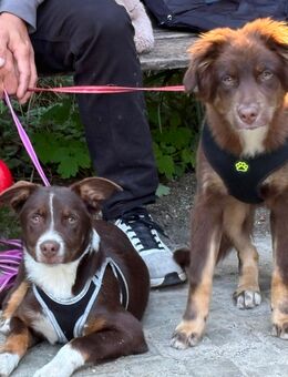 2. Labrador/Australien Shepherd (Aussiedor ) Welpen suchen - Ebersberg Zentrum