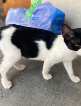 Gise, fröhlicher Wirbelwind, ca. 7 Monat - Vaterstetten