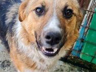Duga sucht ihr Kuschelkörbchen - Schwabach