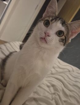 Nala sucht ihr Glück! - Celle