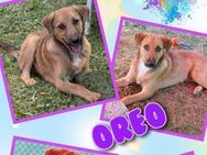 Oreo wartet auf netten Besuch! - Nürnberg