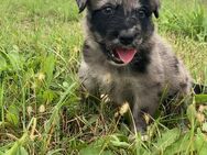 Australian Shepherd Hündin - Rheurdt