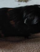 Meerschweinchen in 45479