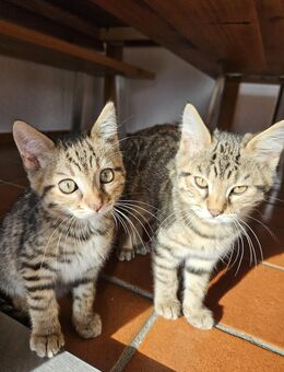 Bengal Kitten Kätzchen 2 Jungs - Emmerting