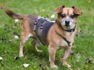 Beti - Chihuahua-Dackel-Mix - 6 Jahre - Tierhilfe Franken e.V. - Lauf (Pegnitz) Zentrum