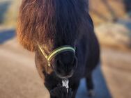 Minishetty hengst als beisteller abzugeben in offenstallhaltung - Nottuln