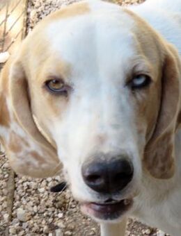 Stacey 3 -lieb und verspielt- - Oldenburg