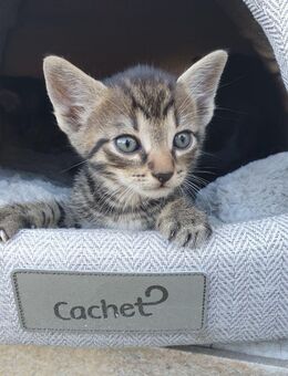 Babys Katzen/ Kitten - Großkrotzenburg