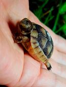 Breitrandschildkröte Nachzuchten in 89171