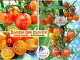 ♥ Bumblebee Sunrice kleine Ananas Tomate,Samen,Tulpenstolz, Alte Sorte,Gemüse,samenfest,orange gestreift,Buschtomate in 22457