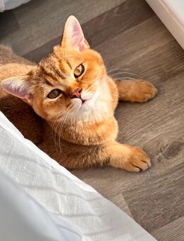 Kater Charlie sucht ein neues Zuhause - Hannover