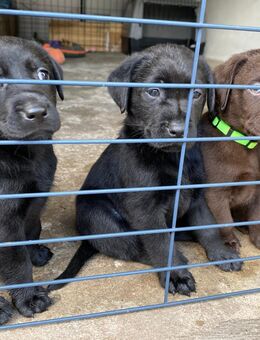 Reinrassige Labrador Welchen suchen ein neues Zuhause - Lünen