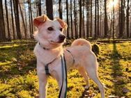 Junghund MONTY sucht seine Menschen - Kallmünz