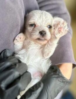 Zauberhaftes Welpenmädchen 18 M - Kallmünz