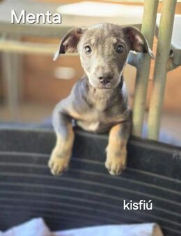 Menta, verspielter Mischlingswelpe - Remagen