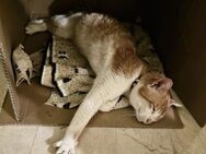 Teddy aus dem Tierschutz - Grevenbroich