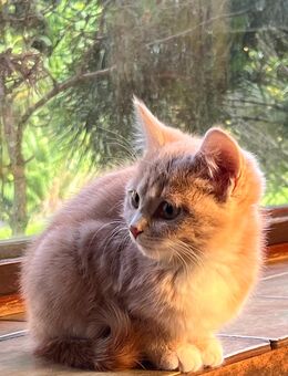 5 süße Main Coon Mix Kitten suchen ein liebevolles Zuhause! - Hamburg Hamburg-Nord