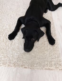 Labrador Hündin Cassie sucht eine liebevolles zuhause - Schwabach