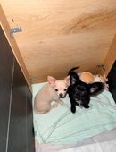 Chihuahua Welpen in 91757