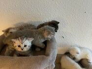 Kitten Britisch Kurzhaar - Berlin