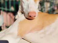 HARRY - traumhafter Podenco 🐶❤️ - Neudenau