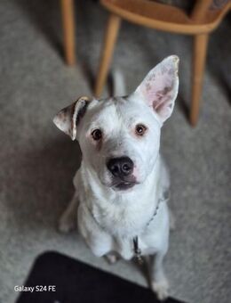 Micky - ein Herz auf vier Pfoten - Schlitz