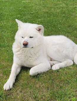 Deckrüde Akita Inu, 2 Jahre, kinderlieb, gesund - Tespe