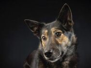 Zuhause gesucht für Lambada - München