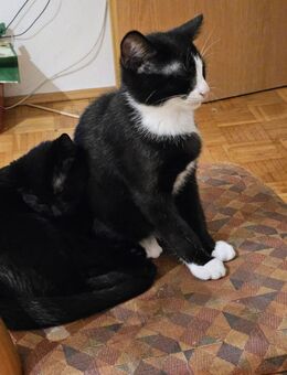 Kitten suchen ein Zuhause - Bad Mergentheim Zentrum