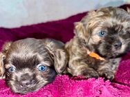 Shih-Tzu/Malteser Mix Welpen - Oranienburg