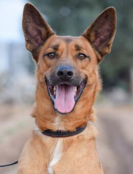 Morat - weshalb wird er immer übersehen? - Laatzen