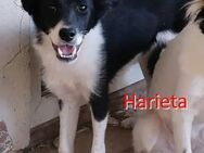 HARIETA ❤ sucht Zuhause oder Pflegestell - Langenhagen