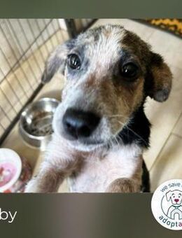 Abby: Hundekind sucht ein Zuhause - Kirchzell