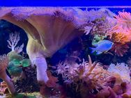 Meerwasseraquarium 200 L. Mit allem was dazugehört. VB 500€. - Bochum Werne