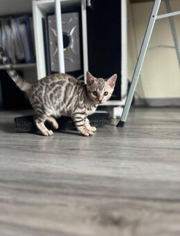 Wunderschöne reinrassige Bengalkitten mit Stammbaum - Regenstauf
