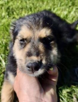 Bailey💕kleiner Schatz - Velbert