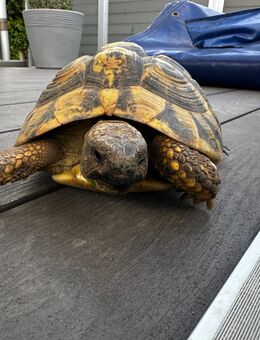 Griechische Landschildkröte Weibchen aus 2008 - Kronshagen