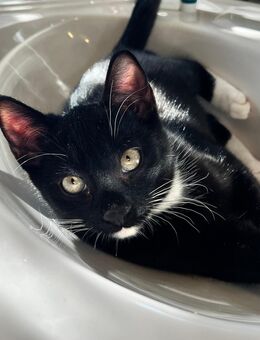 Babykatze, Kätzchen, Hauskatze, Hauskatzen, Kitten - Ahrensfelde