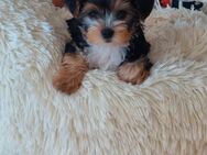 Eksklusiwen Yorkshire Terrier Welpen! - Braunschweig
