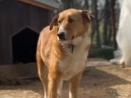 🐶Sanfter Pedro sucht Schutz💛 - Eislingen (Fils)