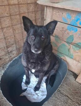 Frieda, sucht einen Gnadenplatz - Bonndorf (Schwarzwald)