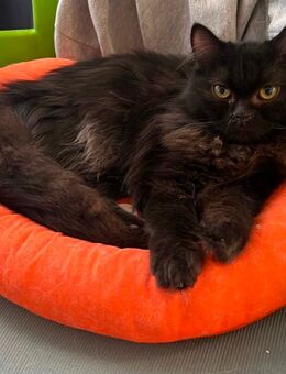 Salem, hübscher Kater braucht ein zu Hause - Hattersheim (Main)